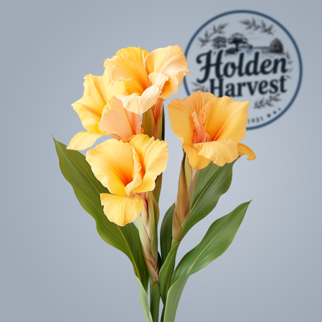 gladiolus-yellow
